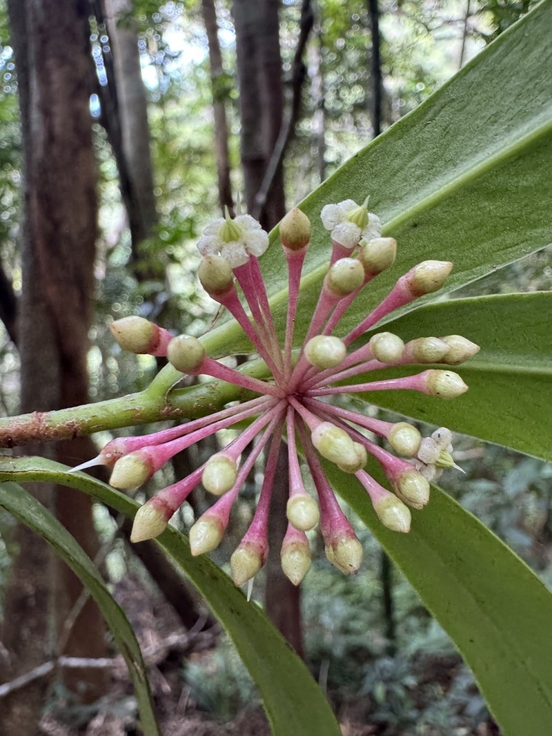 Ardisia pachyrhachis photo 7