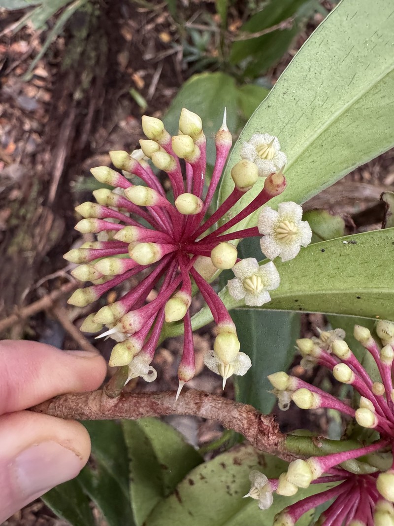 Ardisia pachyrhachis photo 8