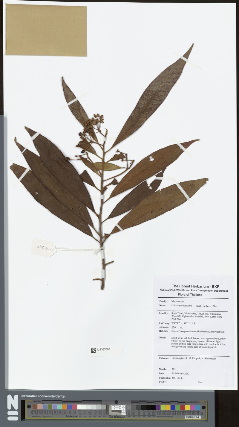 Ardisia pachysandra