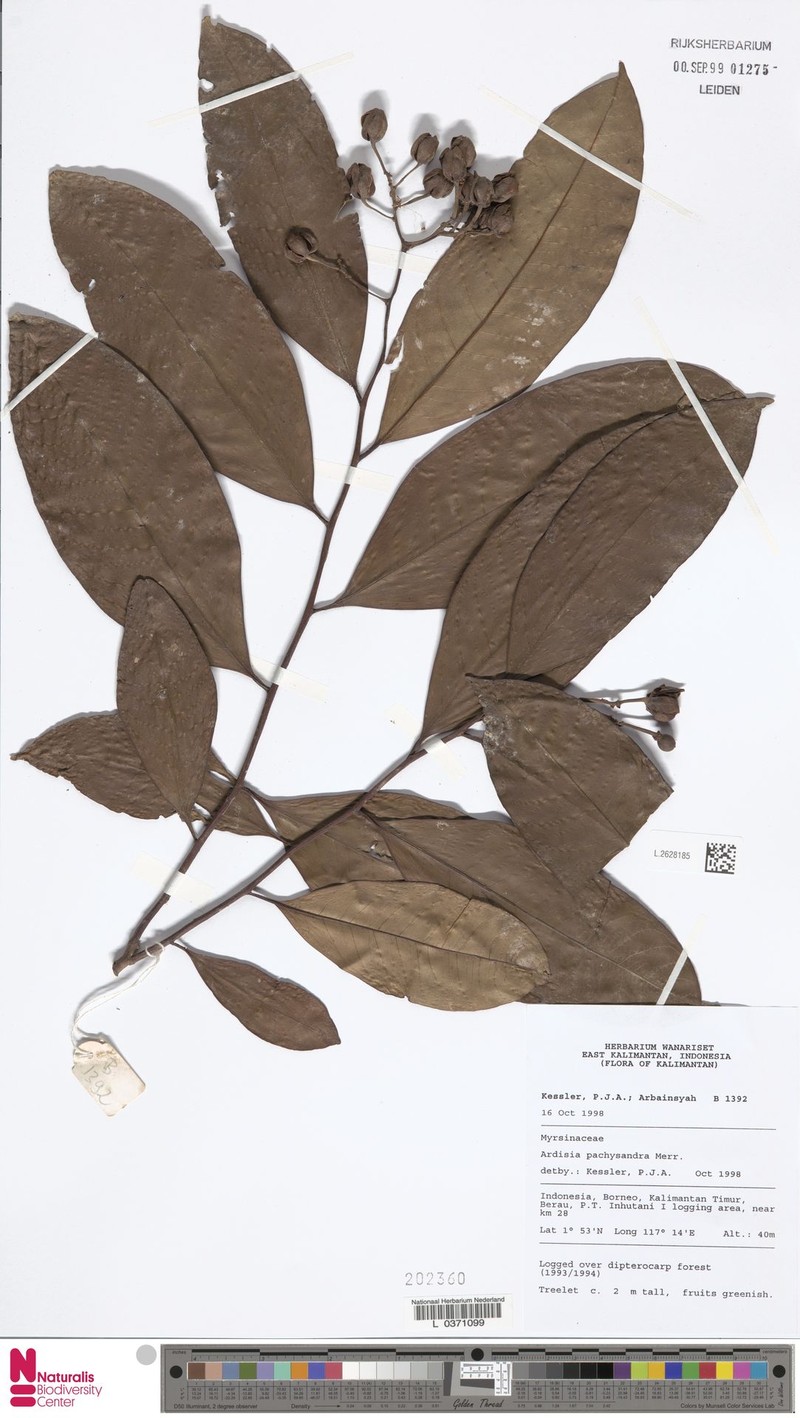 Ardisia pachysandra photo 2