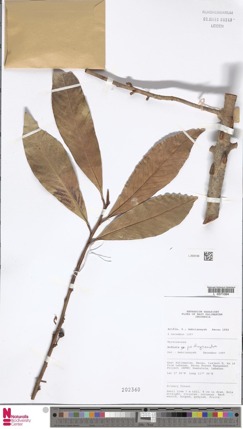 Ardisia pachysandra photo 3