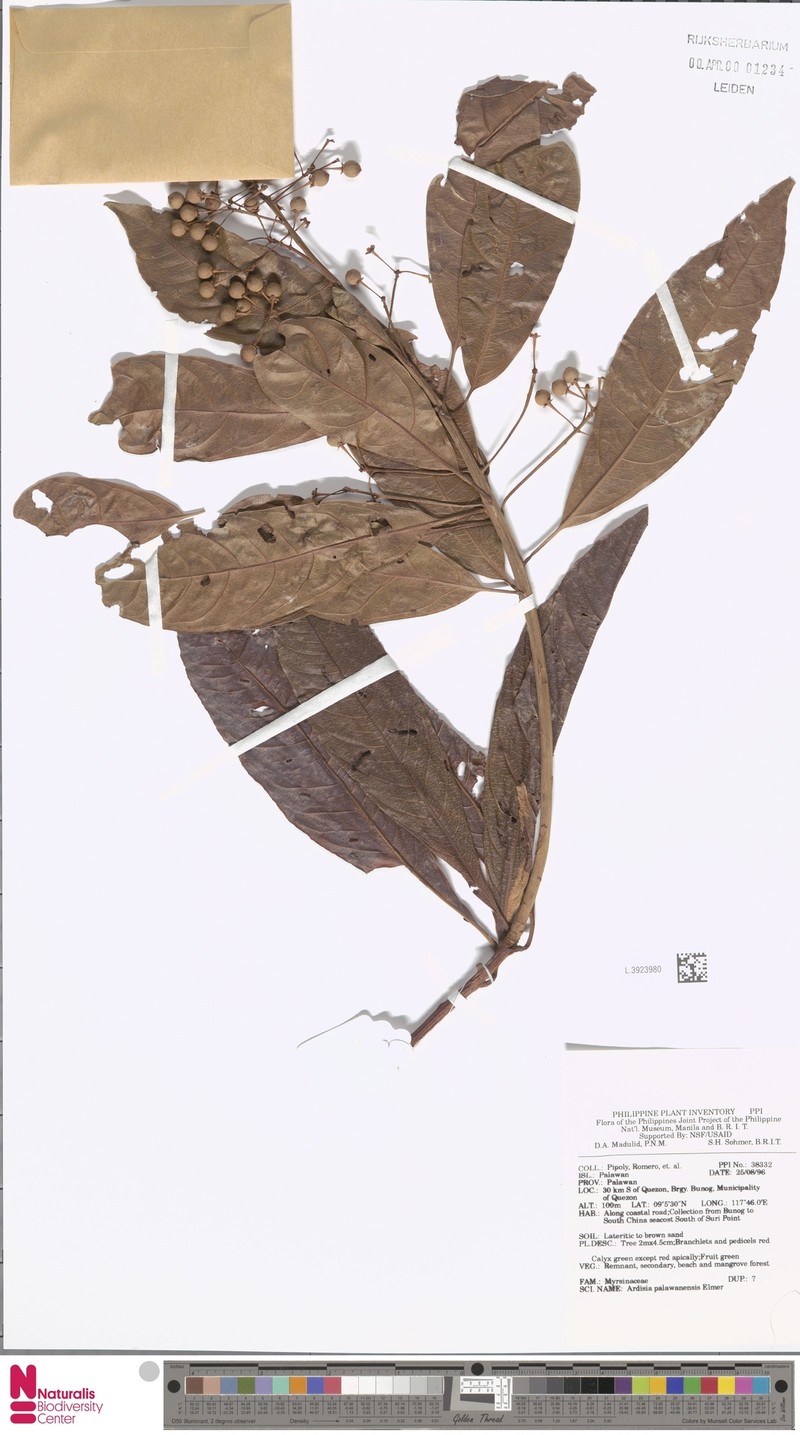 Ardisia palawanensis
