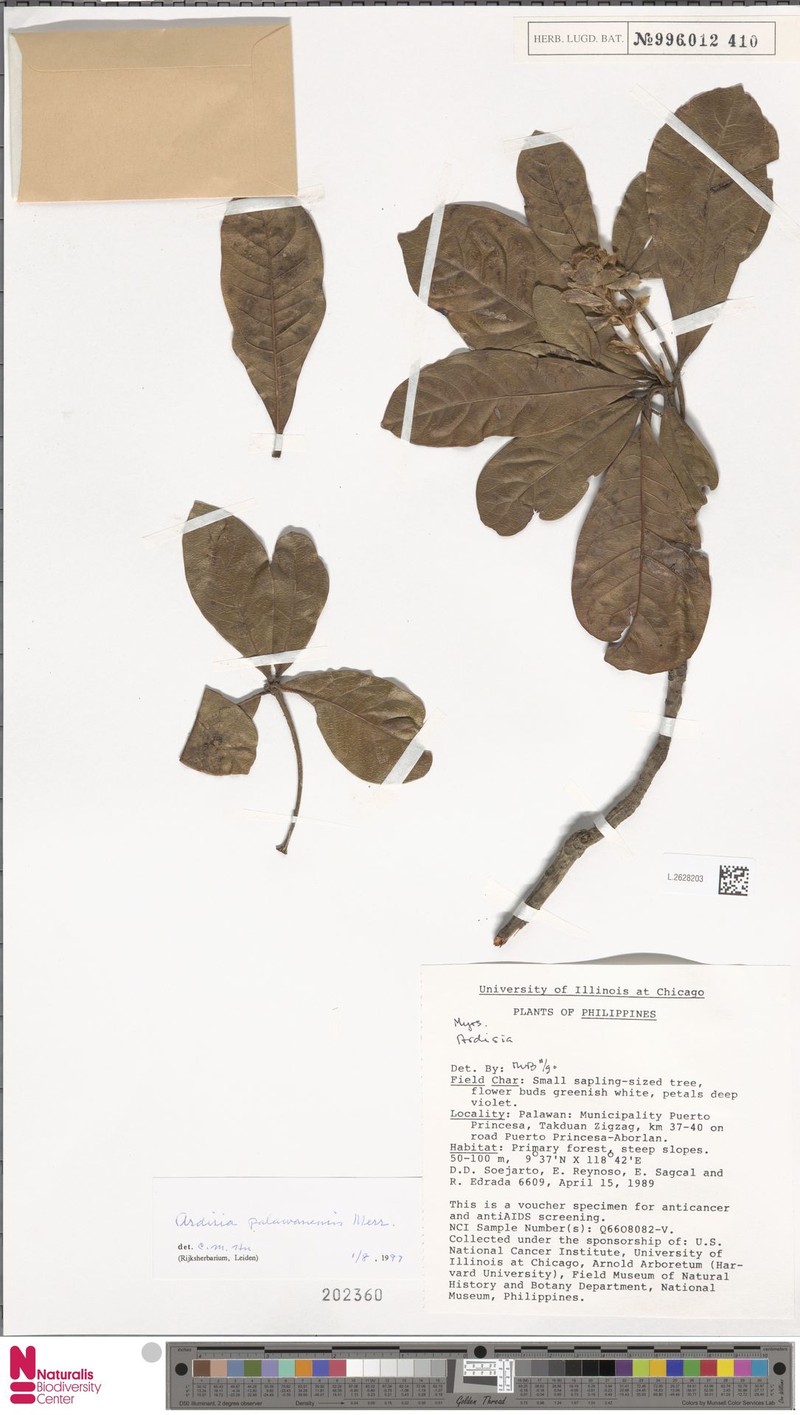 Ardisia palawanensis photo 2