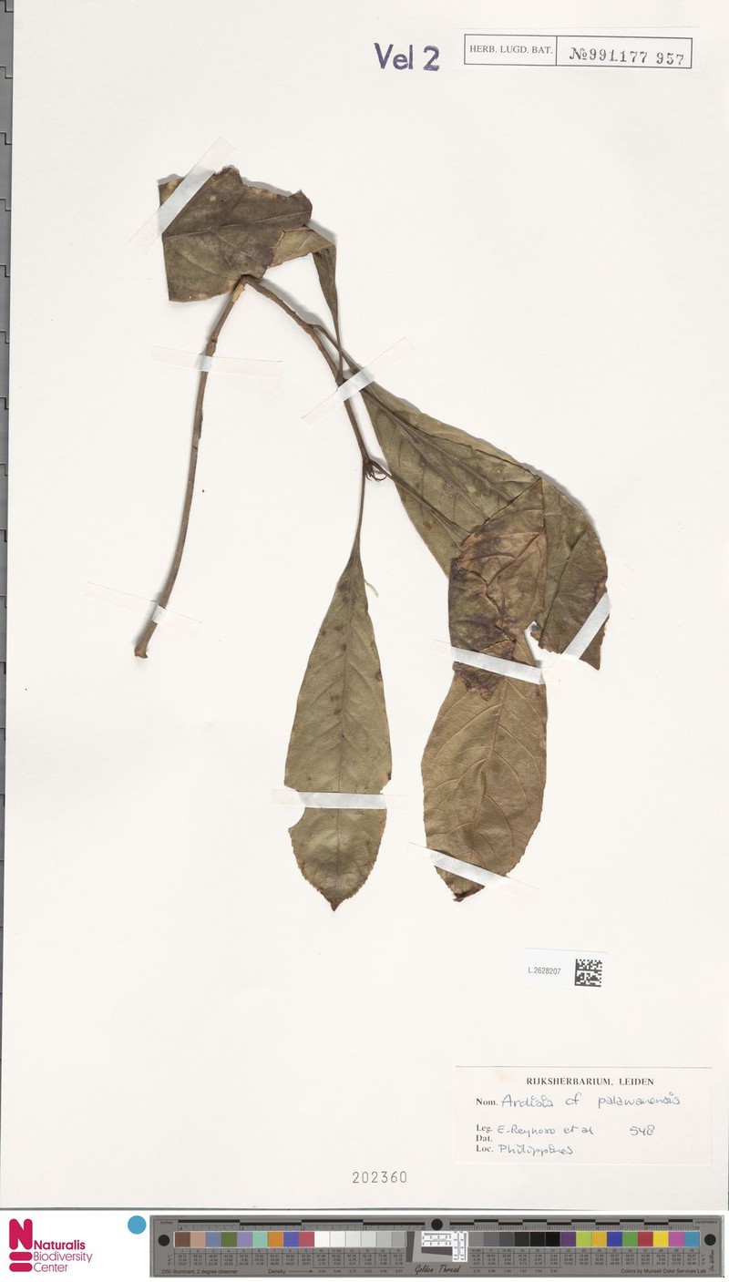 Ardisia palawanensis photo 3