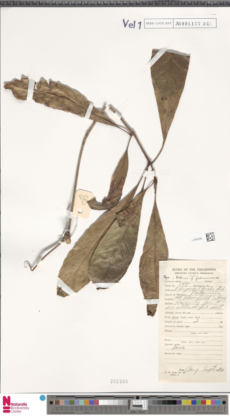 Ardisia palawanensis photo 4
