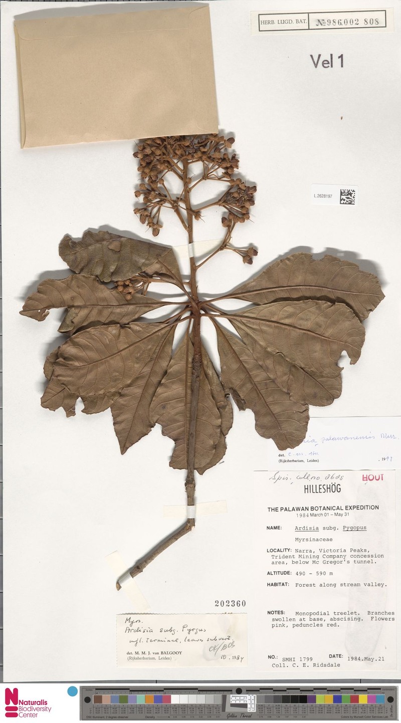 Ardisia palawanensis photo 5