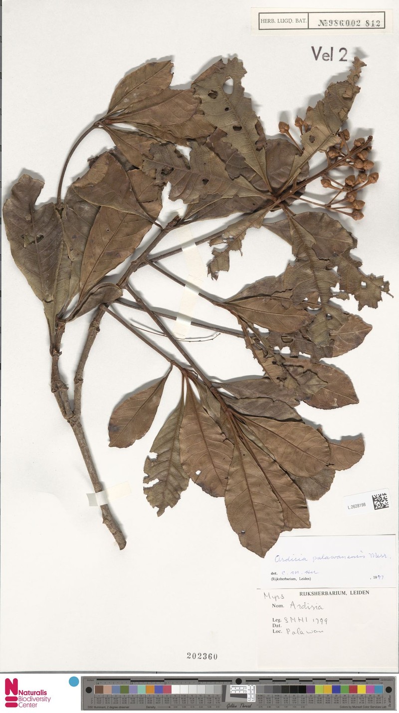 Ardisia palawanensis photo 6