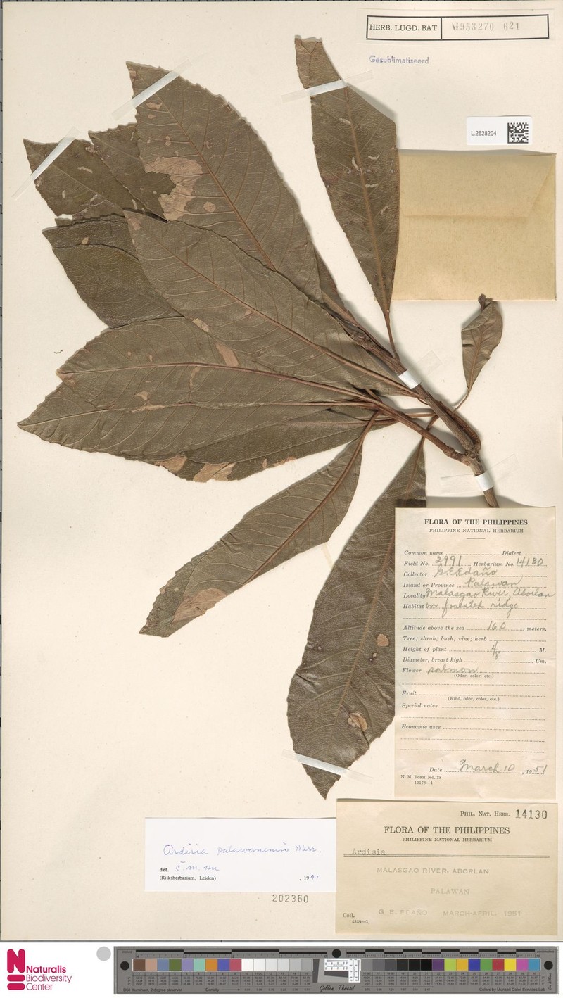 Ardisia palawanensis photo 7