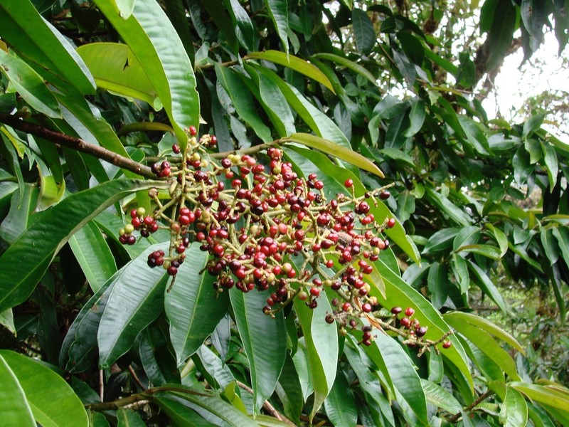Ardisia palmana