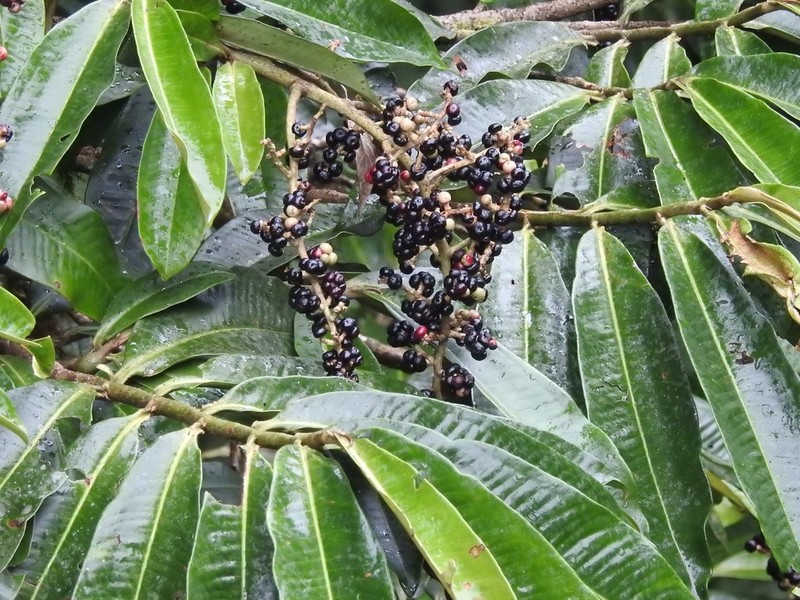 Ardisia palmana photo 2
