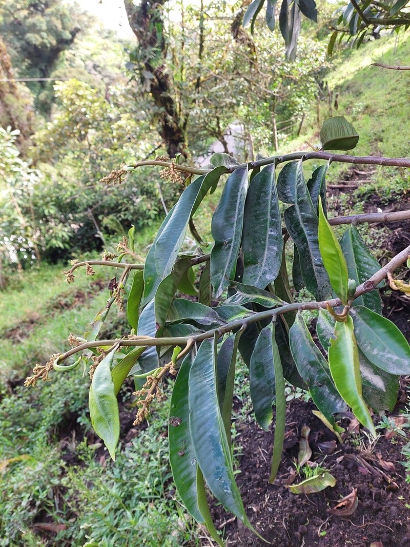 Ardisia palmana photo 3