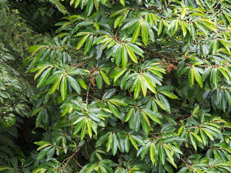 Ardisia palmana photo 5