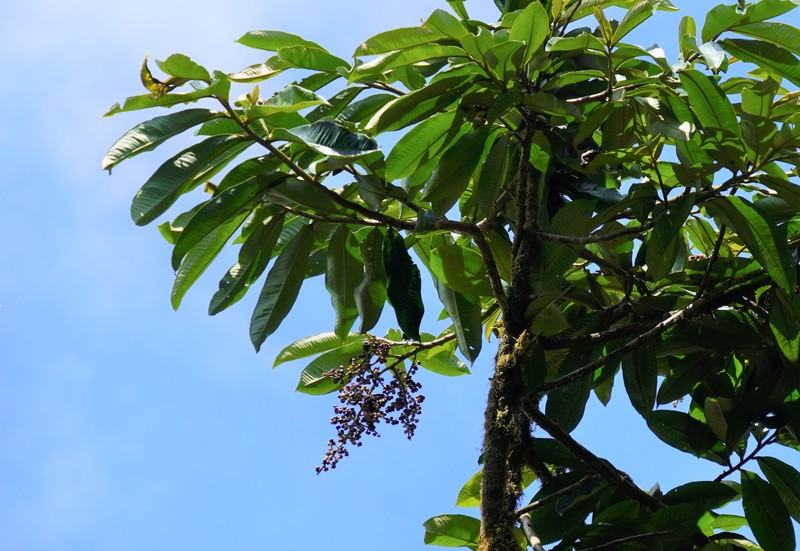 Ardisia palmana photo 8