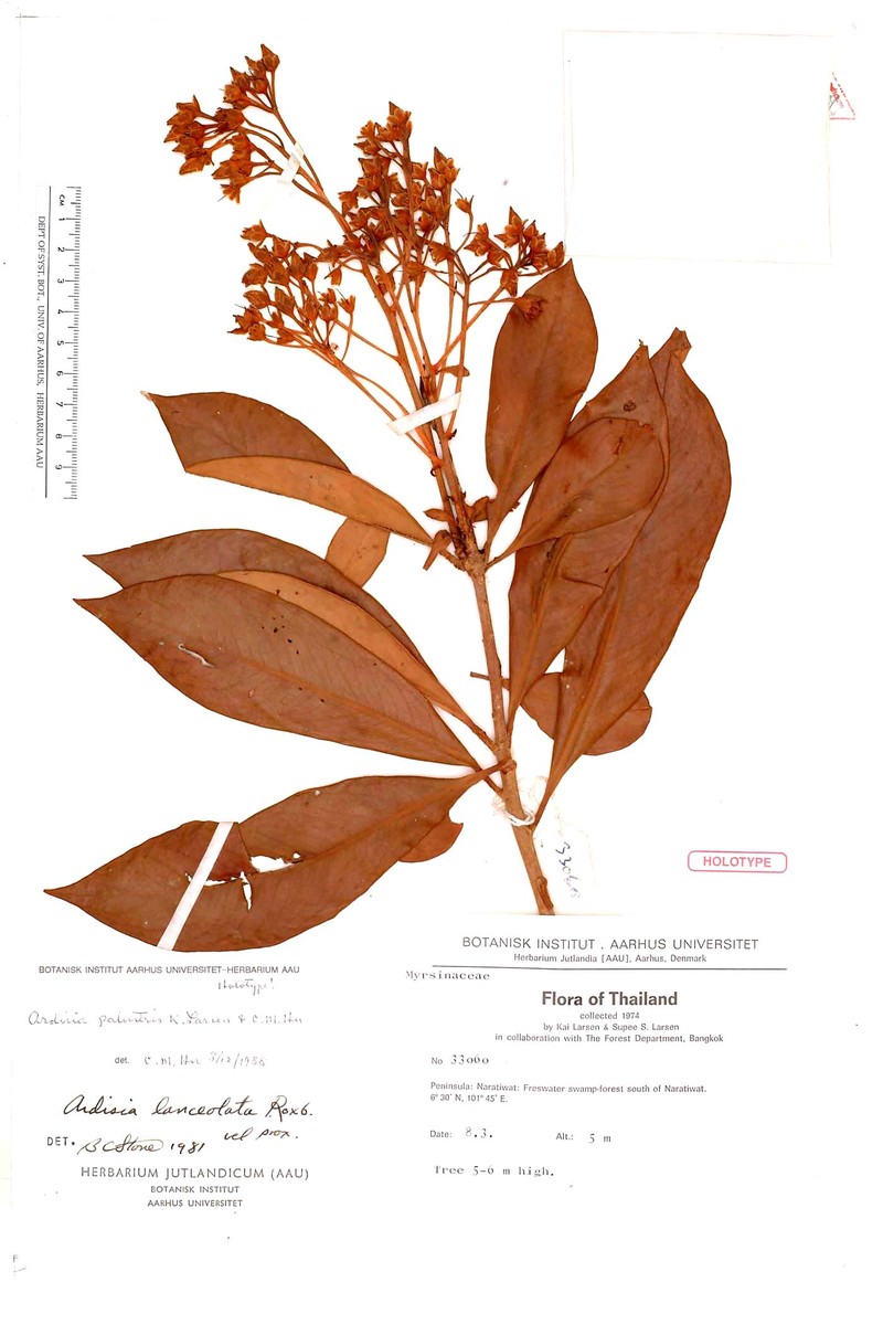 Ardisia palustris