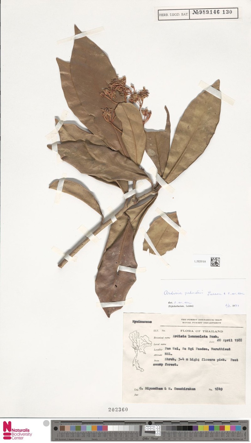 Ardisia palustris photo 2