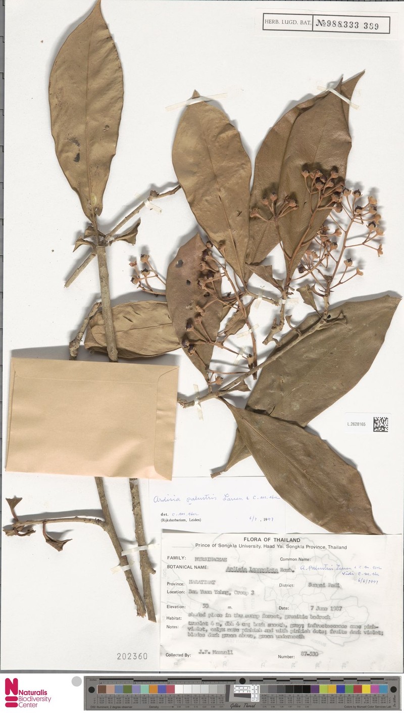 Ardisia palustris photo 3