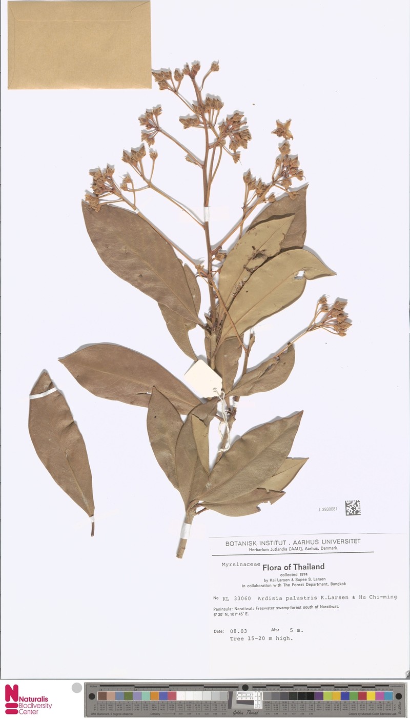 Ardisia palustris photo 4