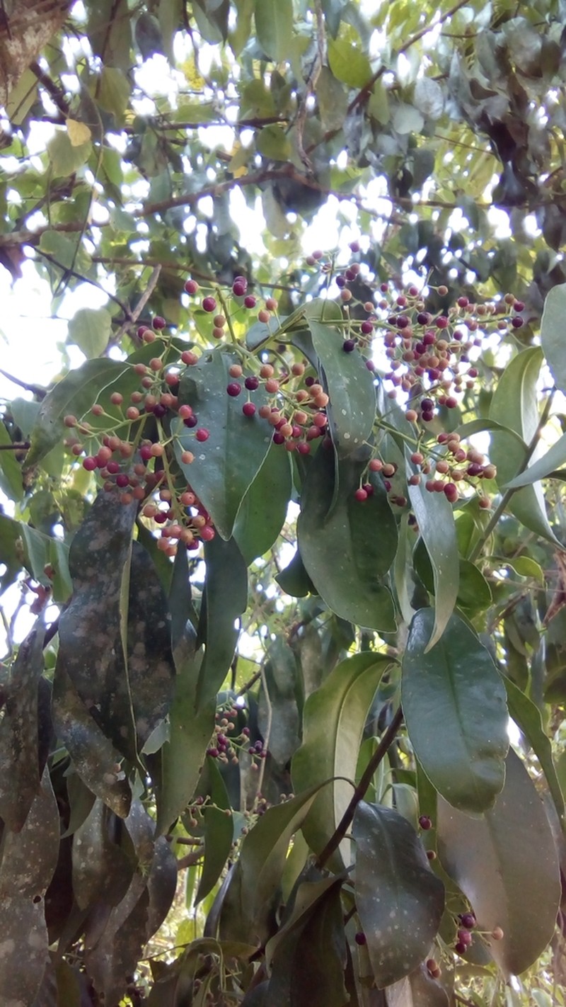 Ardisia paschalis