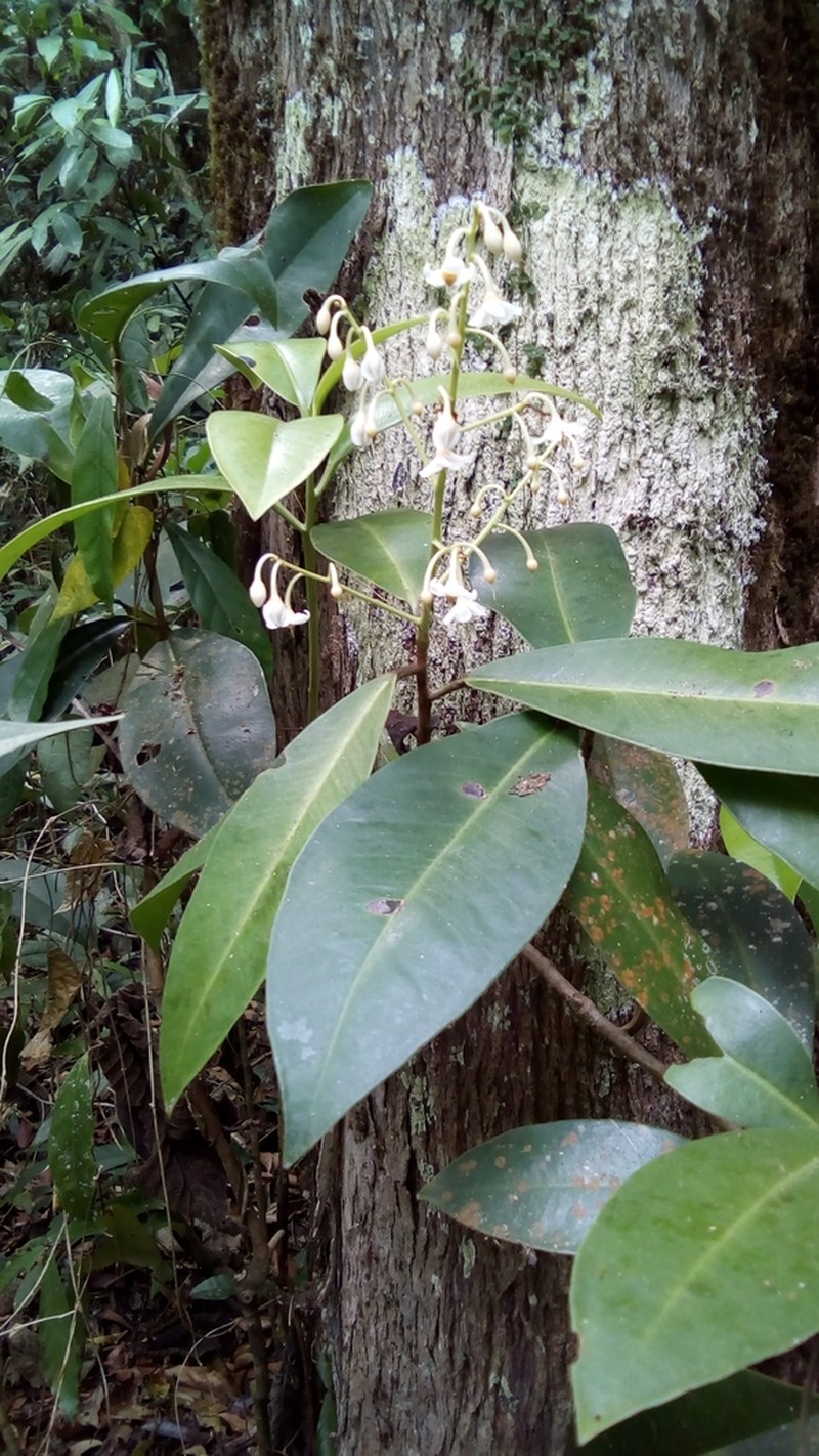 Ardisia paschalis photo 2