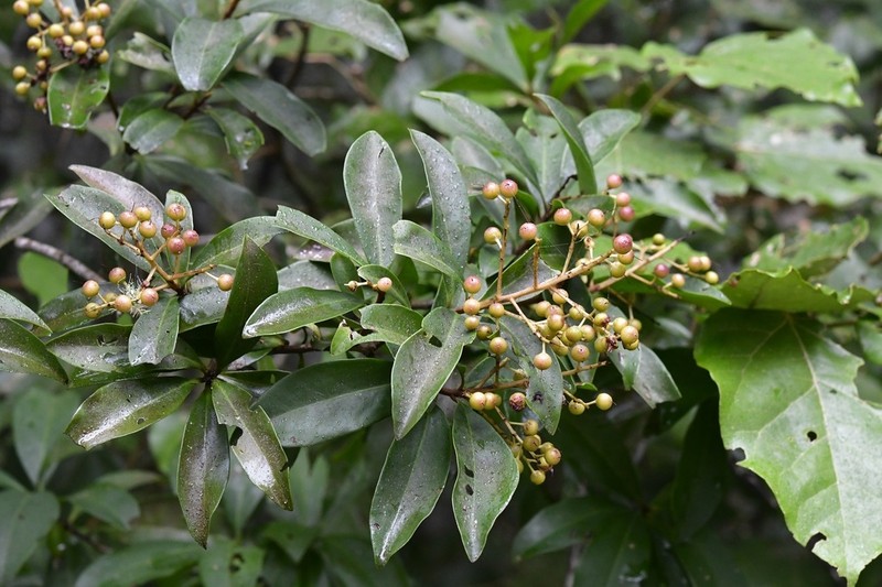 Ardisia paschalis photo 3