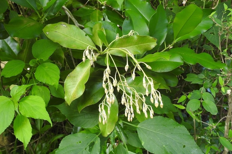 Ardisia paschalis photo 4