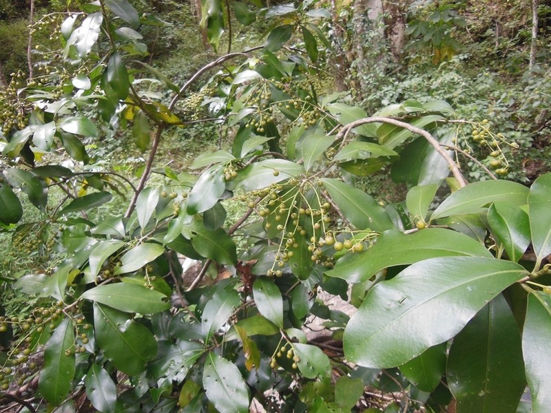 Ardisia paschalis photo 5