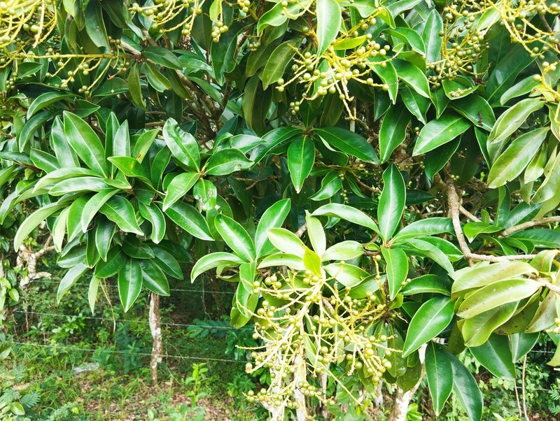 Ardisia paschalis photo 6