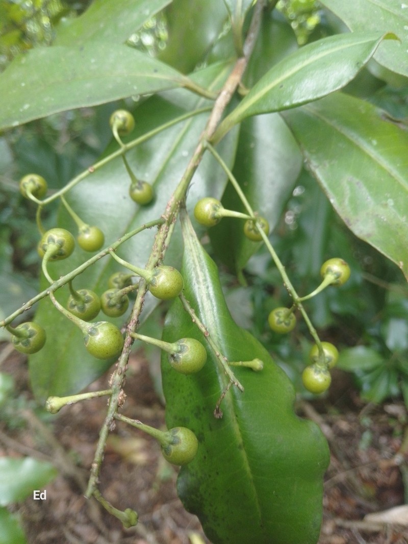 Ardisia paschalis photo 7