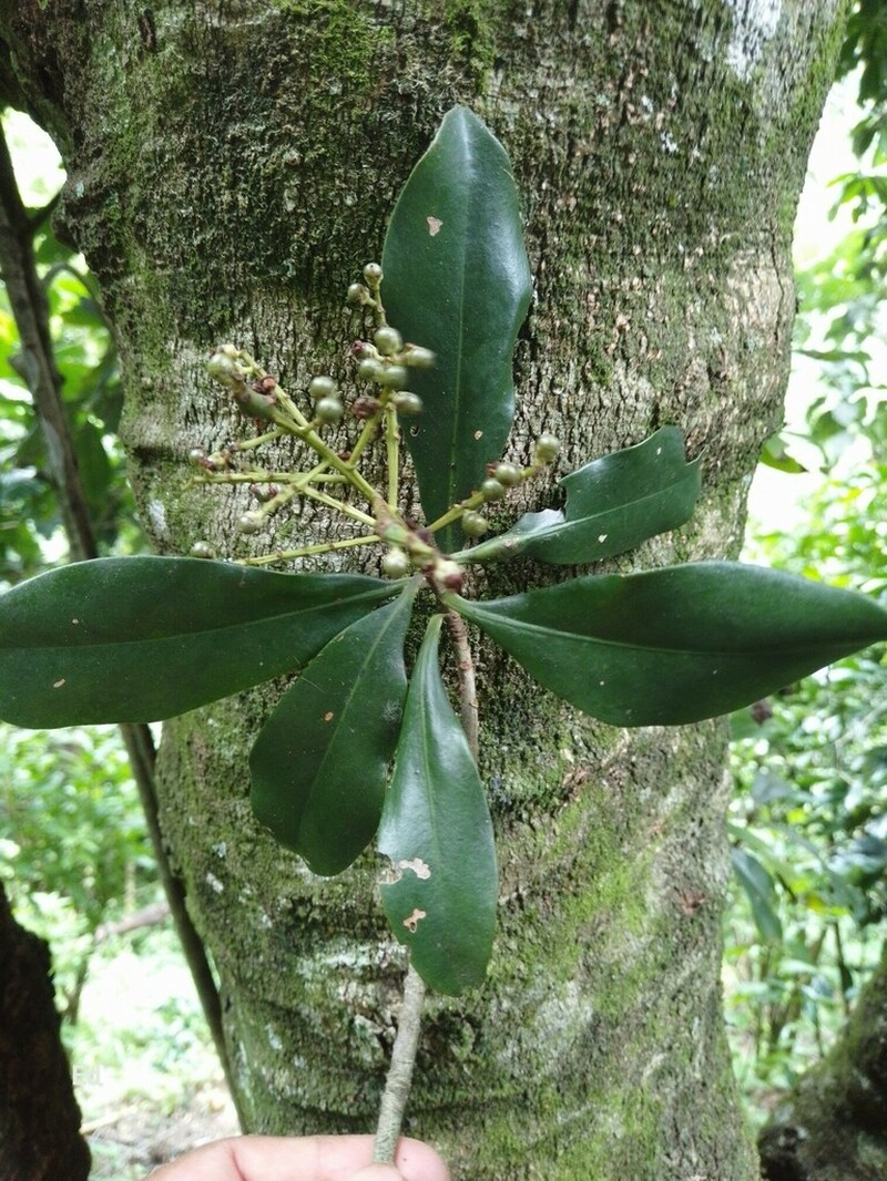 Ardisia paschalis photo 8