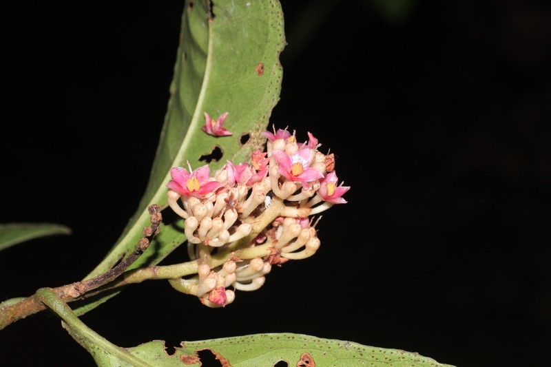 Ardisia pauciflora photo 2