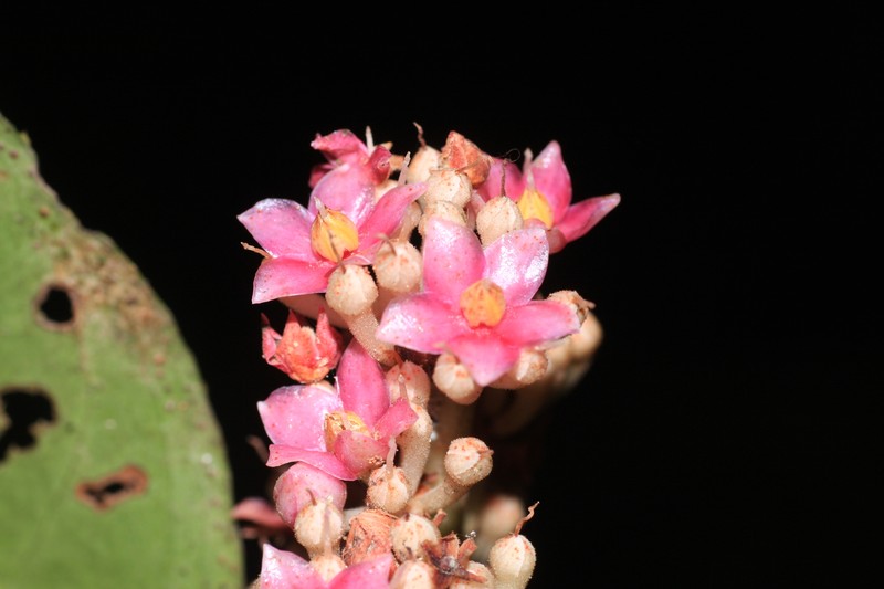Ardisia pauciflora photo 3
