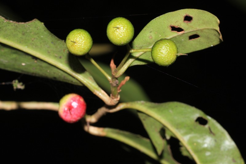 Ardisia pauciflora photo 4