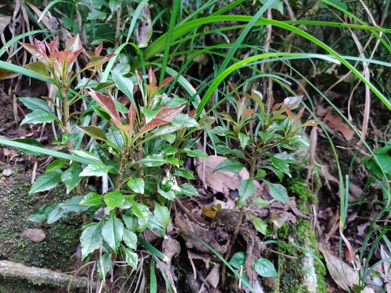 Ardisia pauciflora photo 8