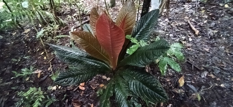 Ardisia pellucida
