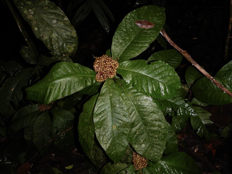 Ardisia pellucida photo 2