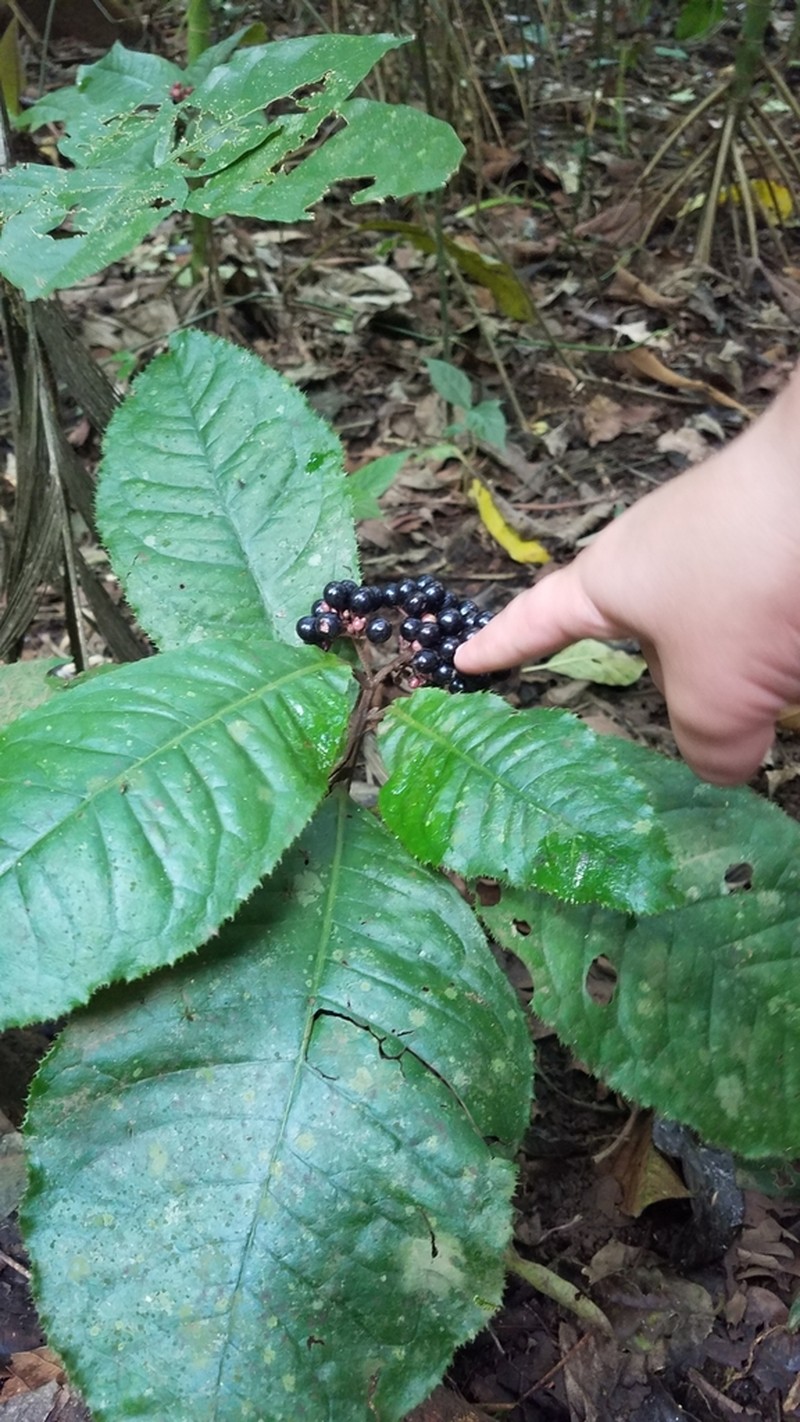 Ardisia pellucida photo 3