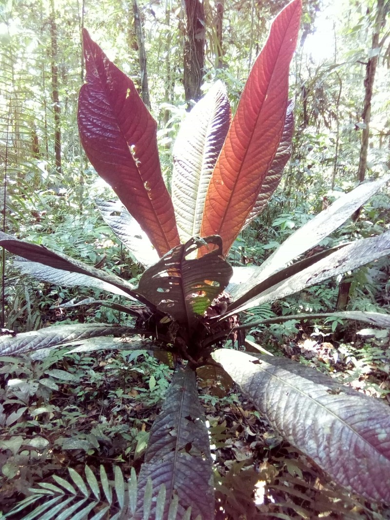 Ardisia pellucida photo 4