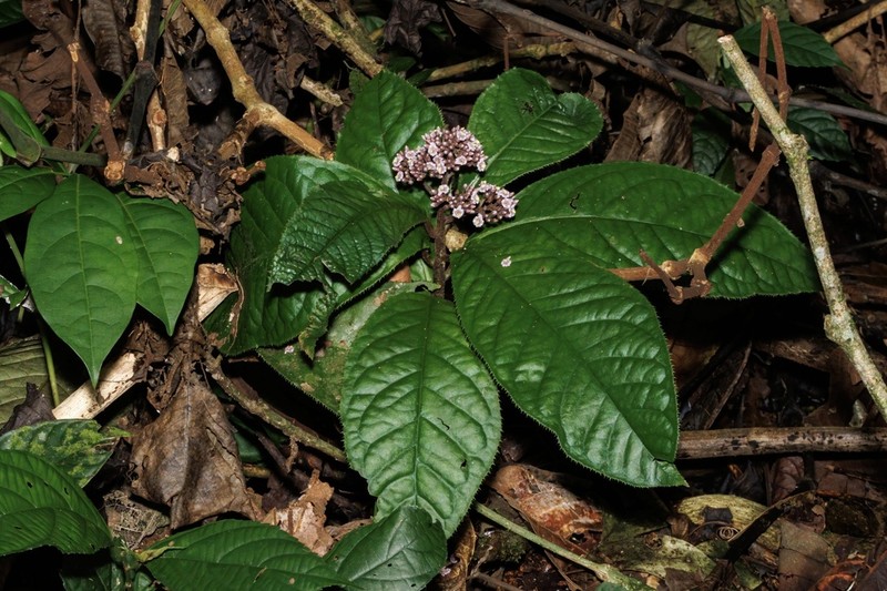 Ardisia pellucida photo 5
