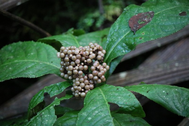Ardisia pellucida photo 6