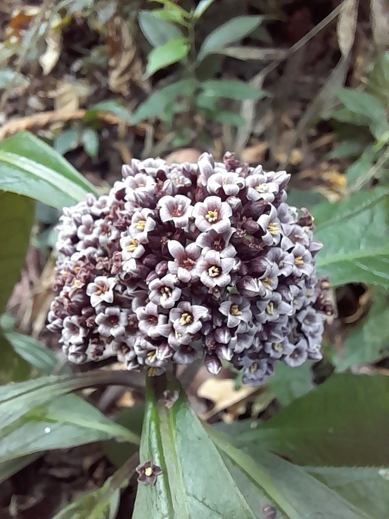 Ardisia pellucida photo 7