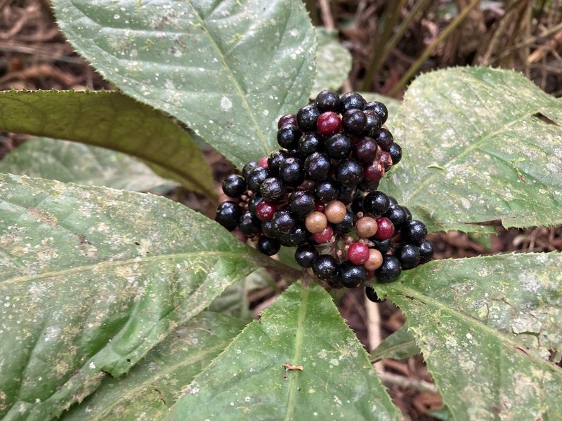 Ardisia pellucida photo 8