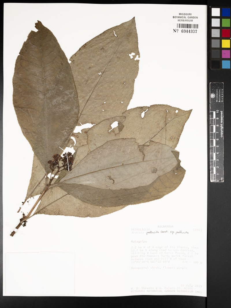 Ardisia pellucida subsp. pellucida