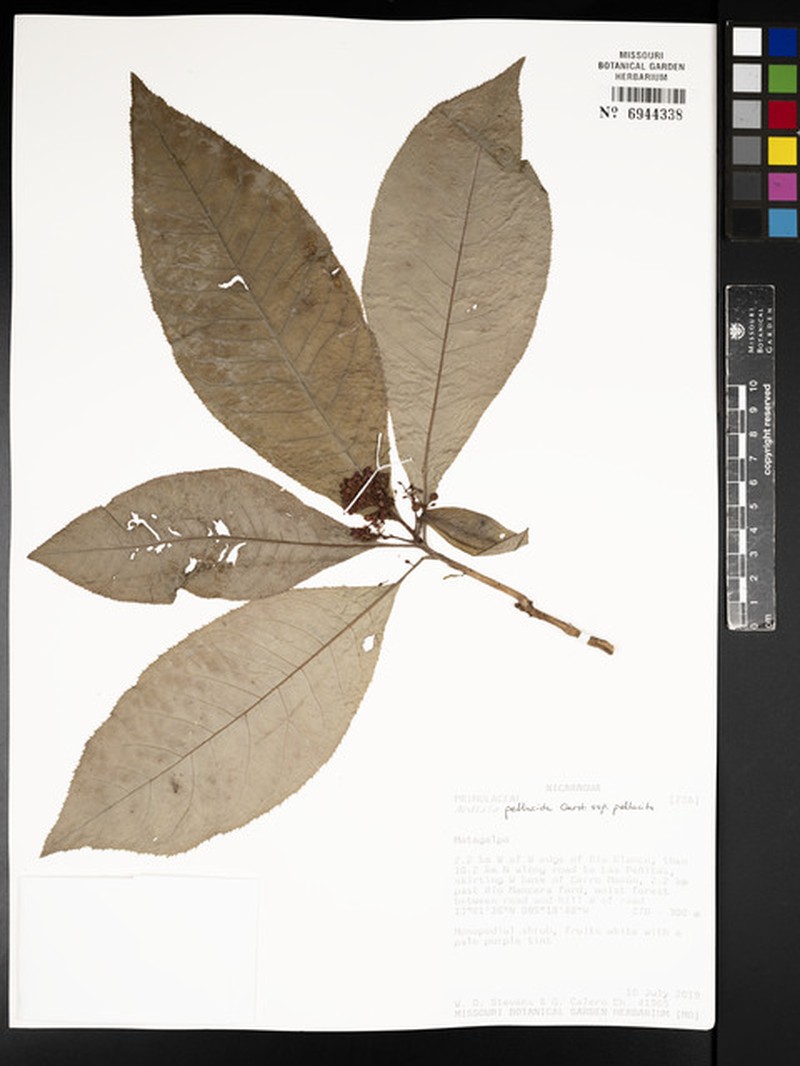 Ardisia pellucida subsp. pellucida photo 2