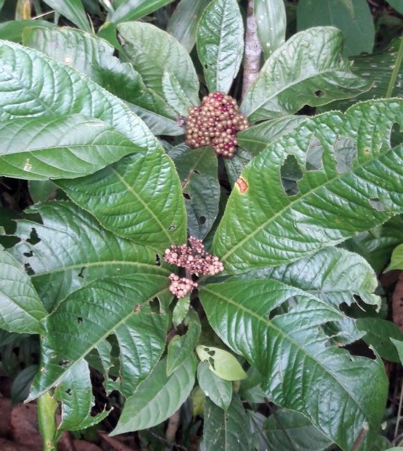 Ardisia pellucida subsp. pellucida photo 3