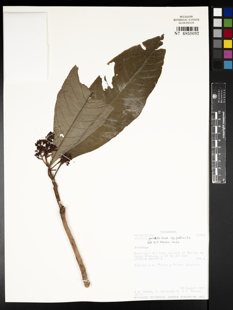 Ardisia pellucida subsp. pellucida photo 4