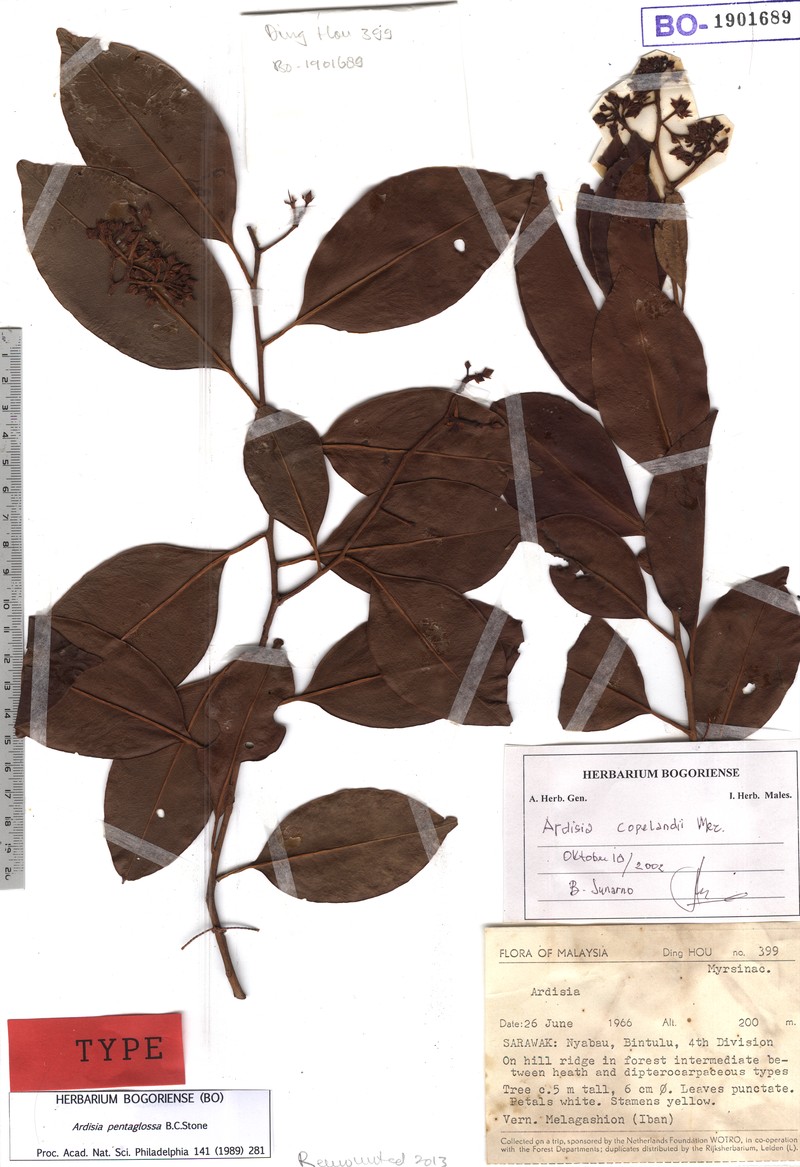 Ardisia pentaglossa