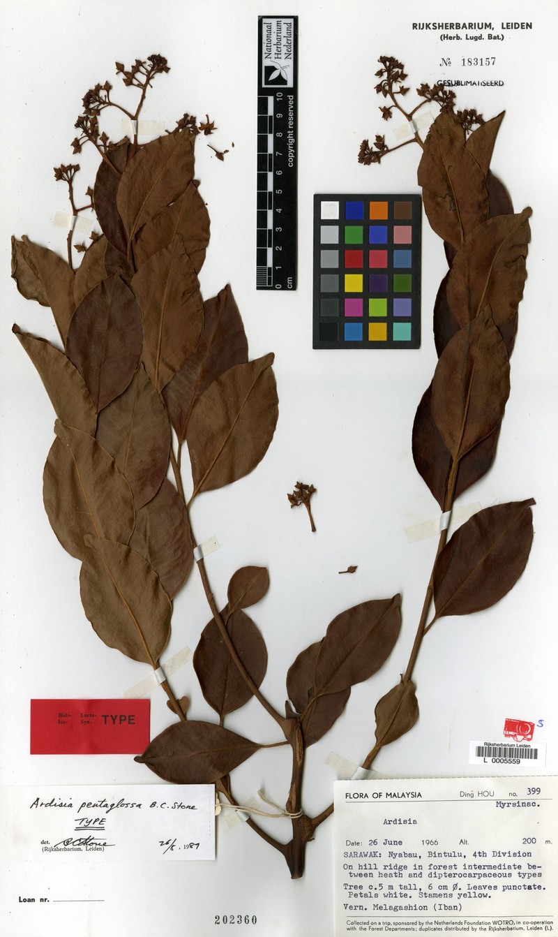 Ardisia pentaglossa photo 2