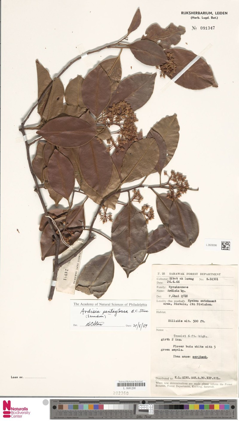 Ardisia pentaglossa photo 3