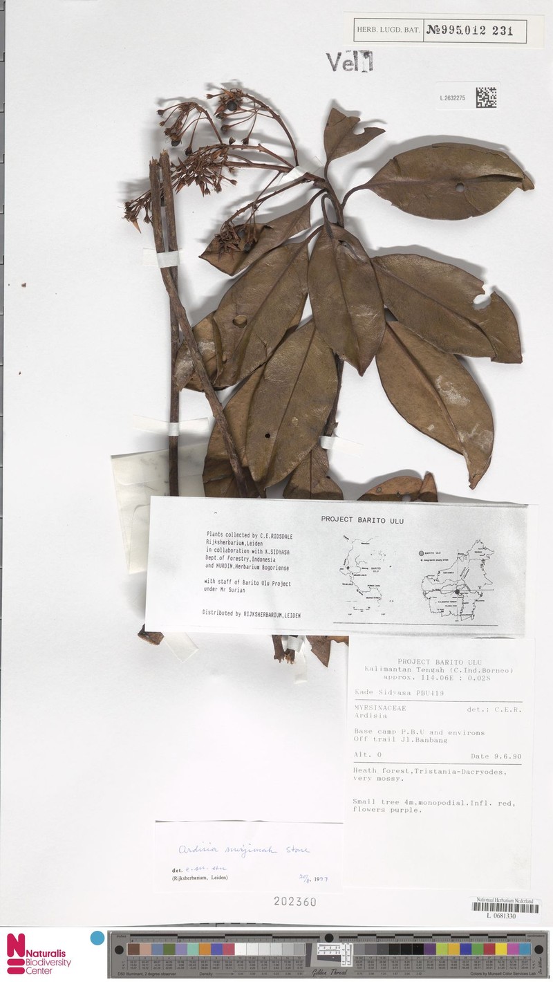 Ardisia pergamacea