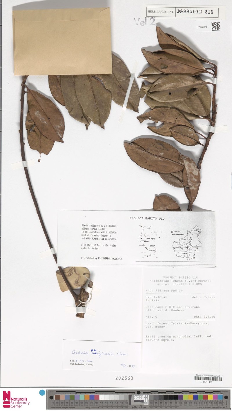 Ardisia pergamacea photo 2
